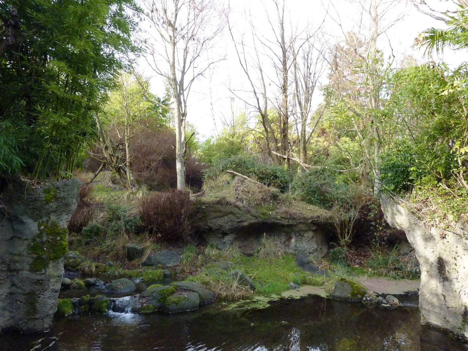 Red-Flanked Duiker Exhibit