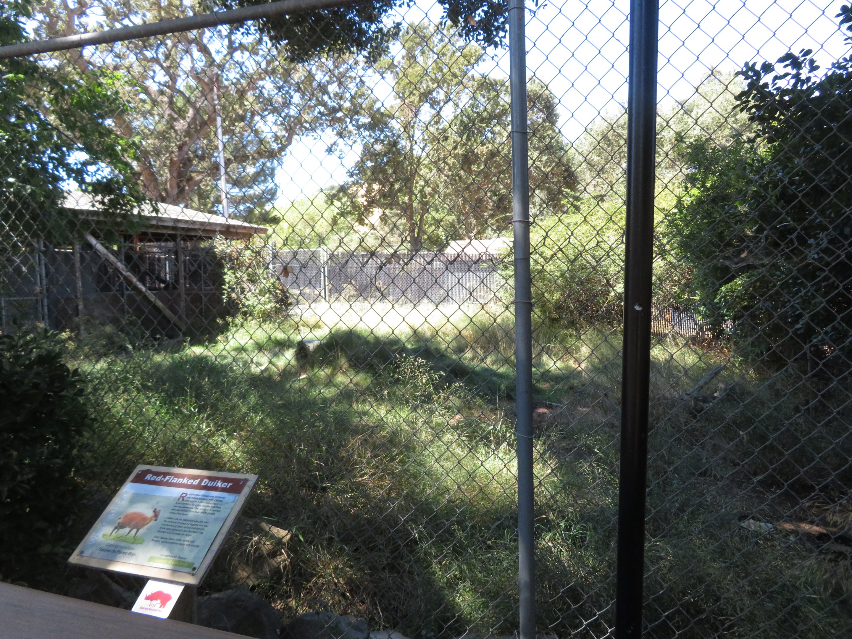 Red-flanked Duiker Exhibit