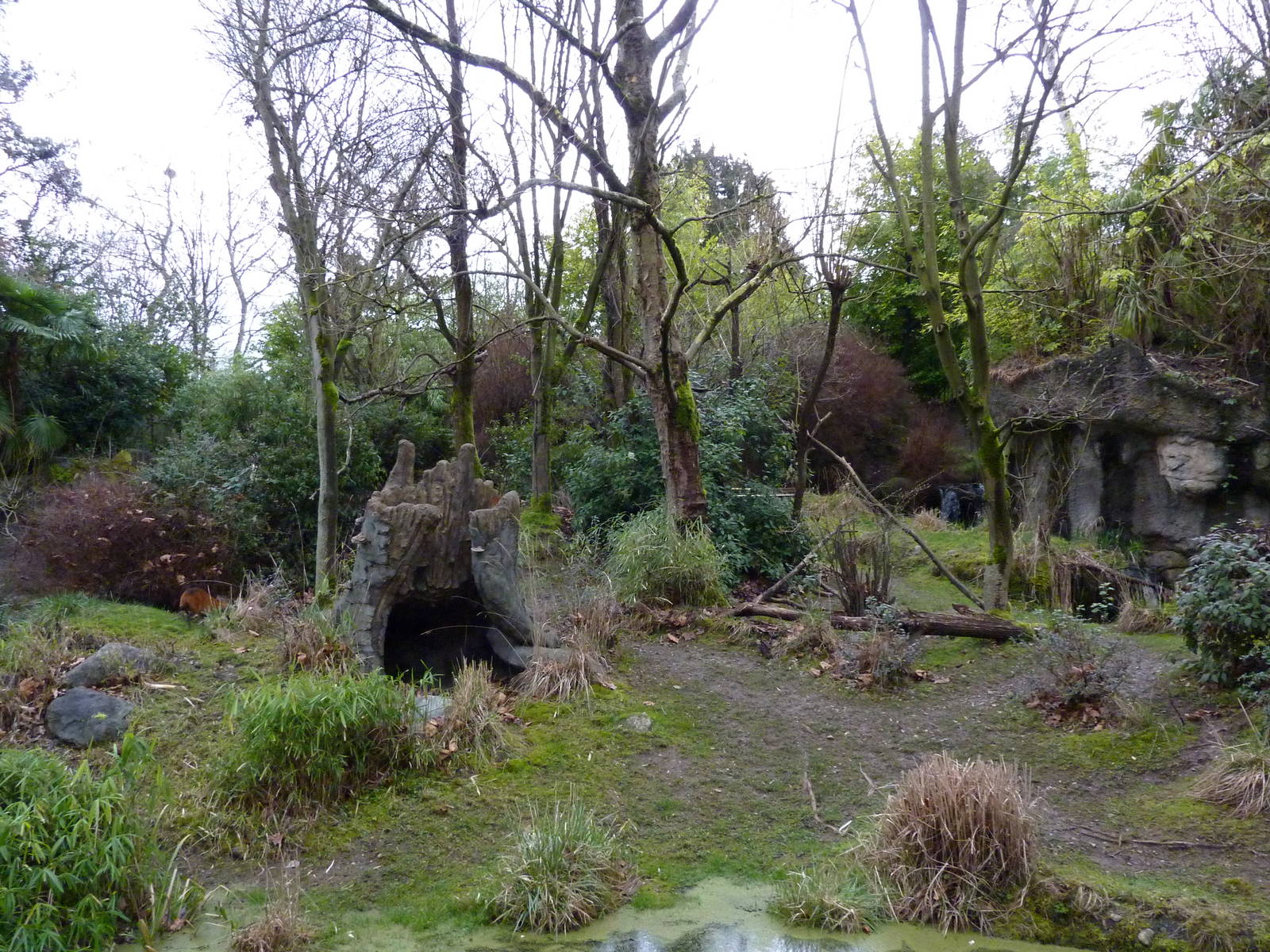 Red-Flanked Duiker Exhibit
