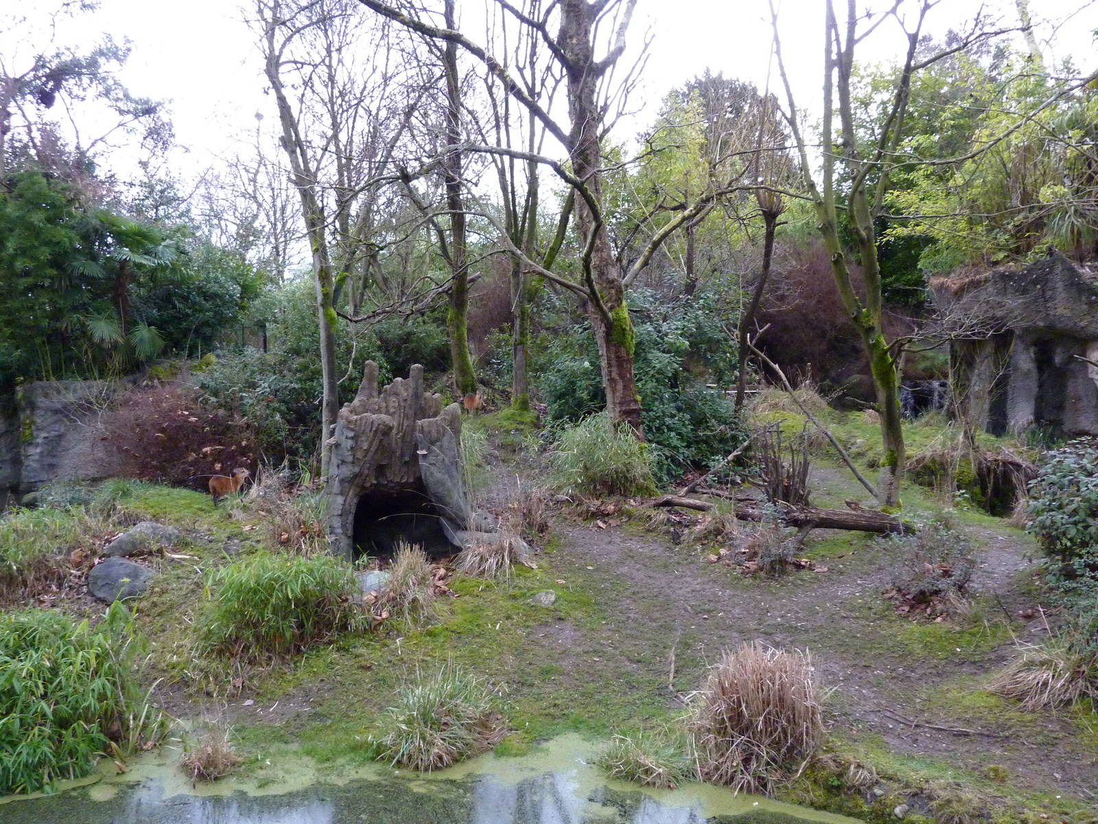 Red-Flanked Duiker Exhibit