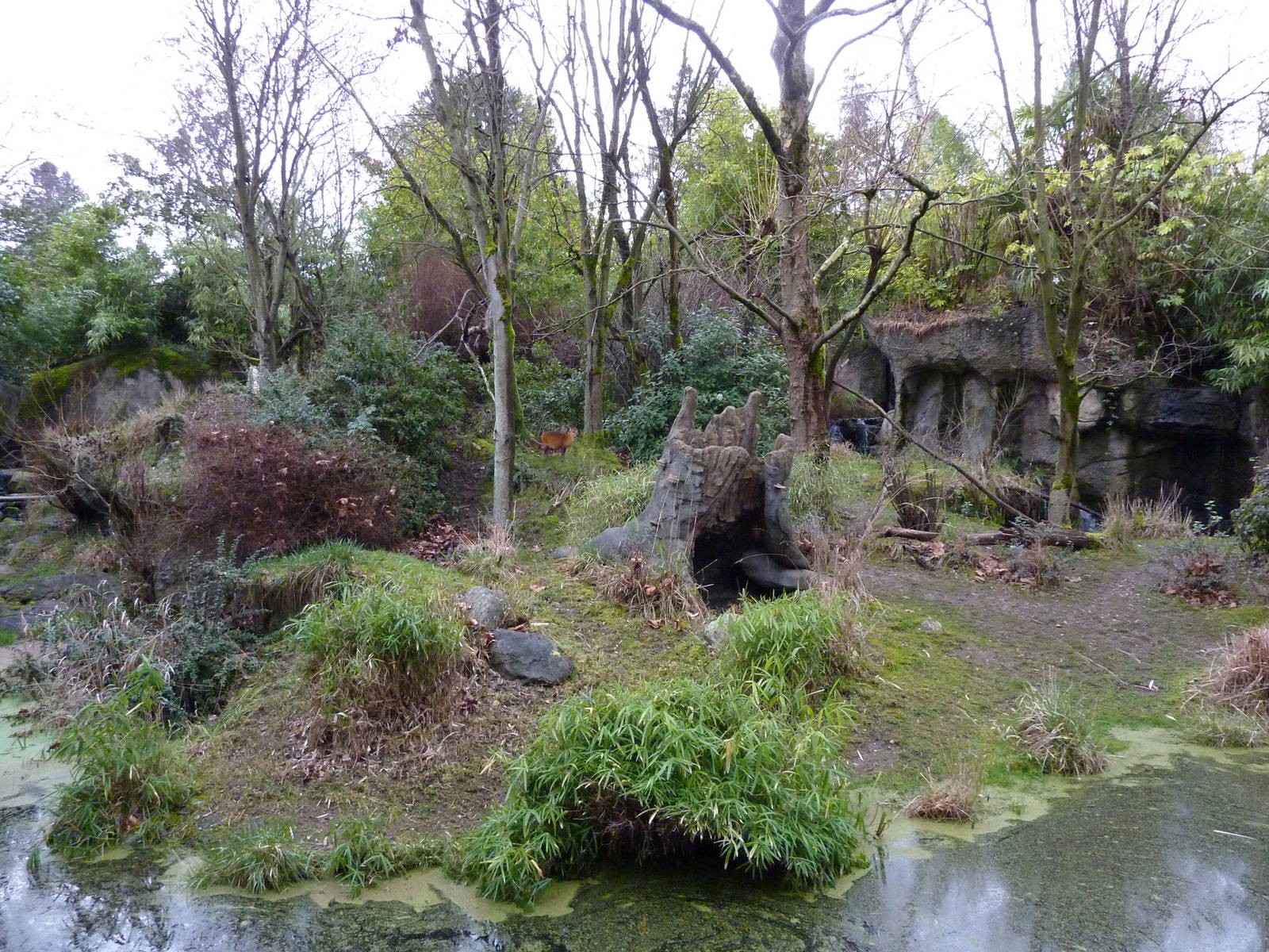 Red-Flanked Duiker Exhibit