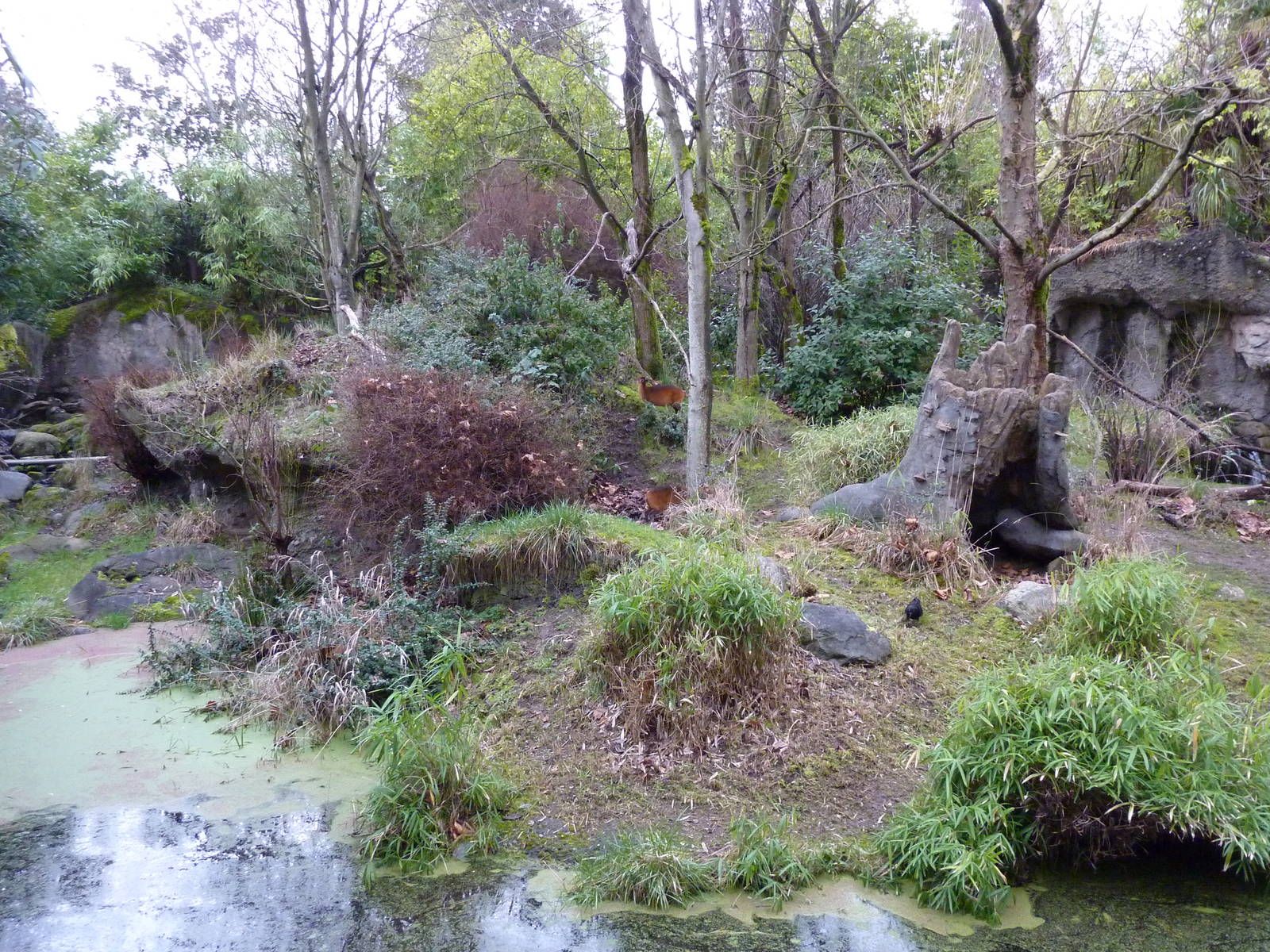 Red-Flanked Duiker Exhibit