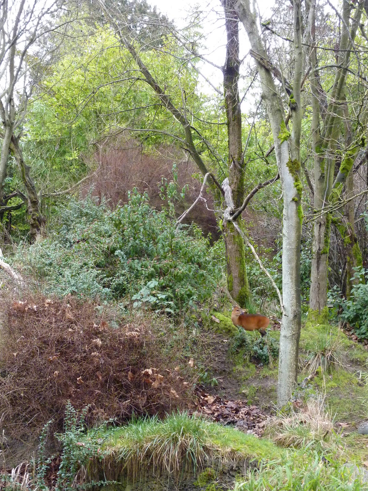 Red-Flanked Duiker Exhibit