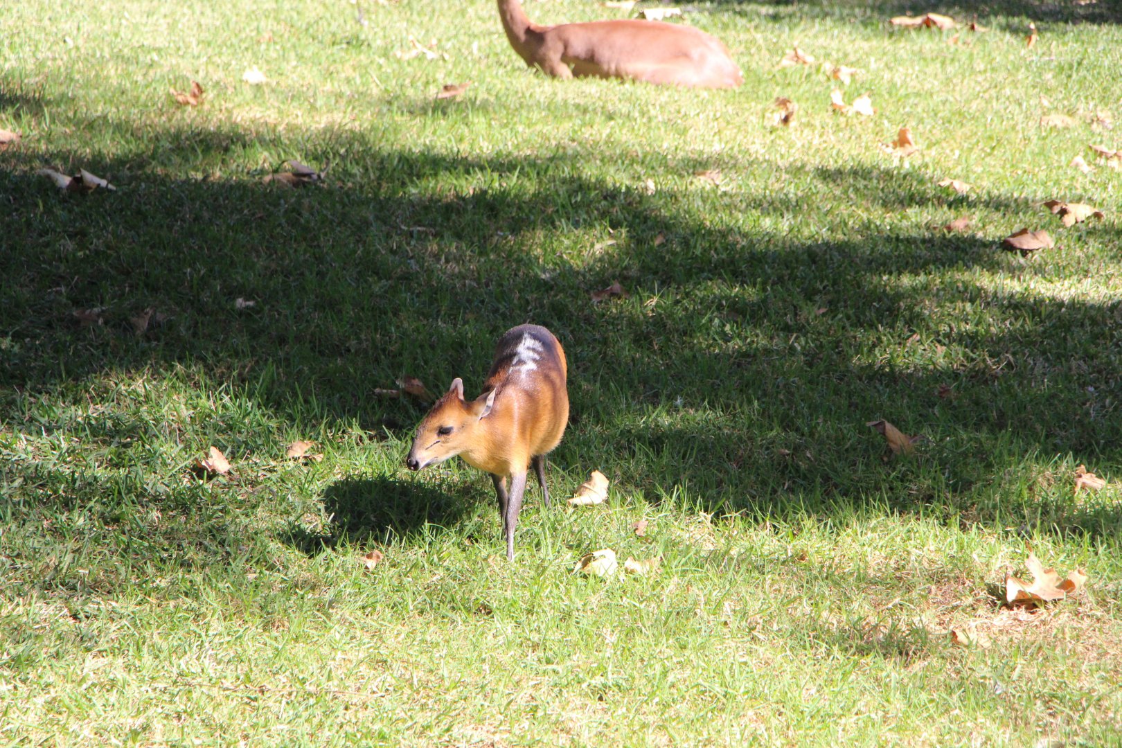 Red-flanked Duiker (+ Gerenuk in the background)