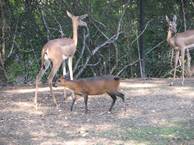 Red flanked duiker & Gerenuk