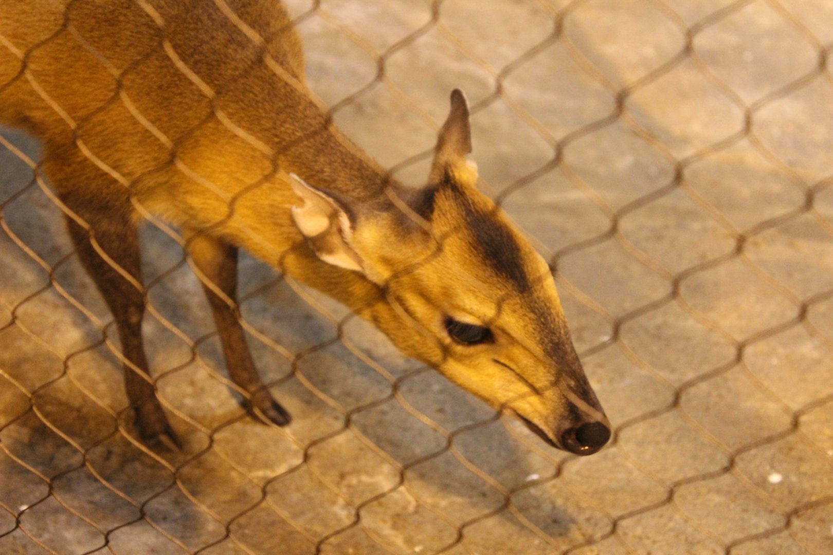 Red-Flanked Duiker - Habitat Africa: The Forest