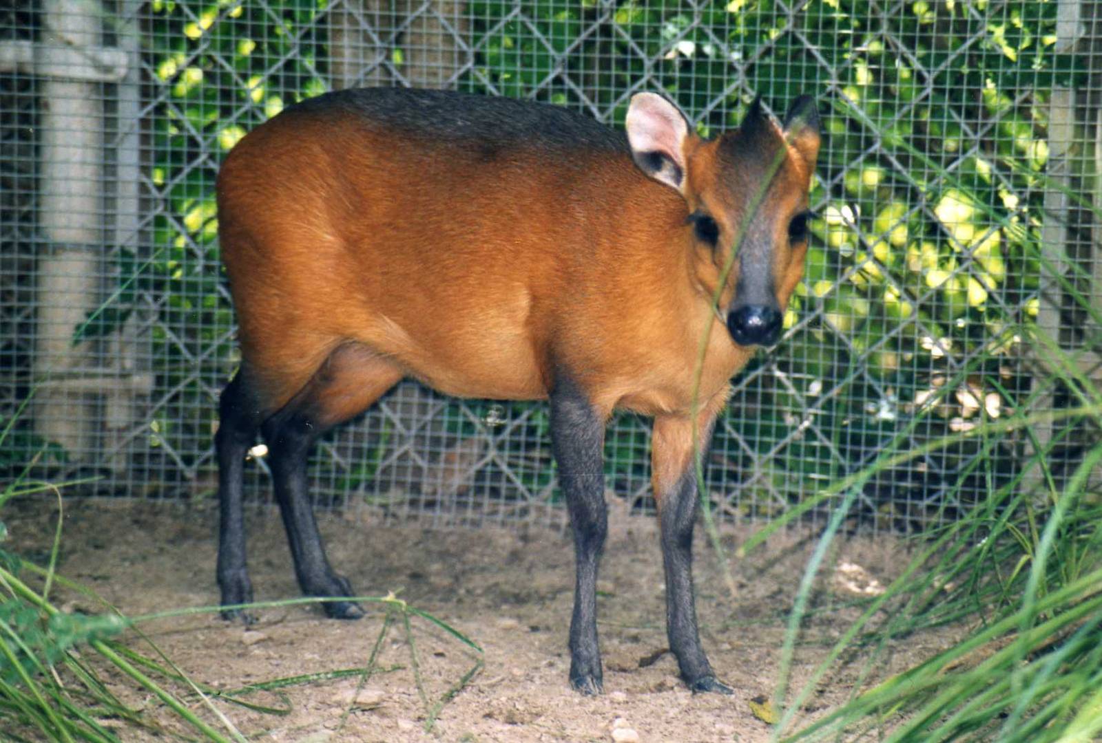 Red flanked duiker ( Houston Zoo )