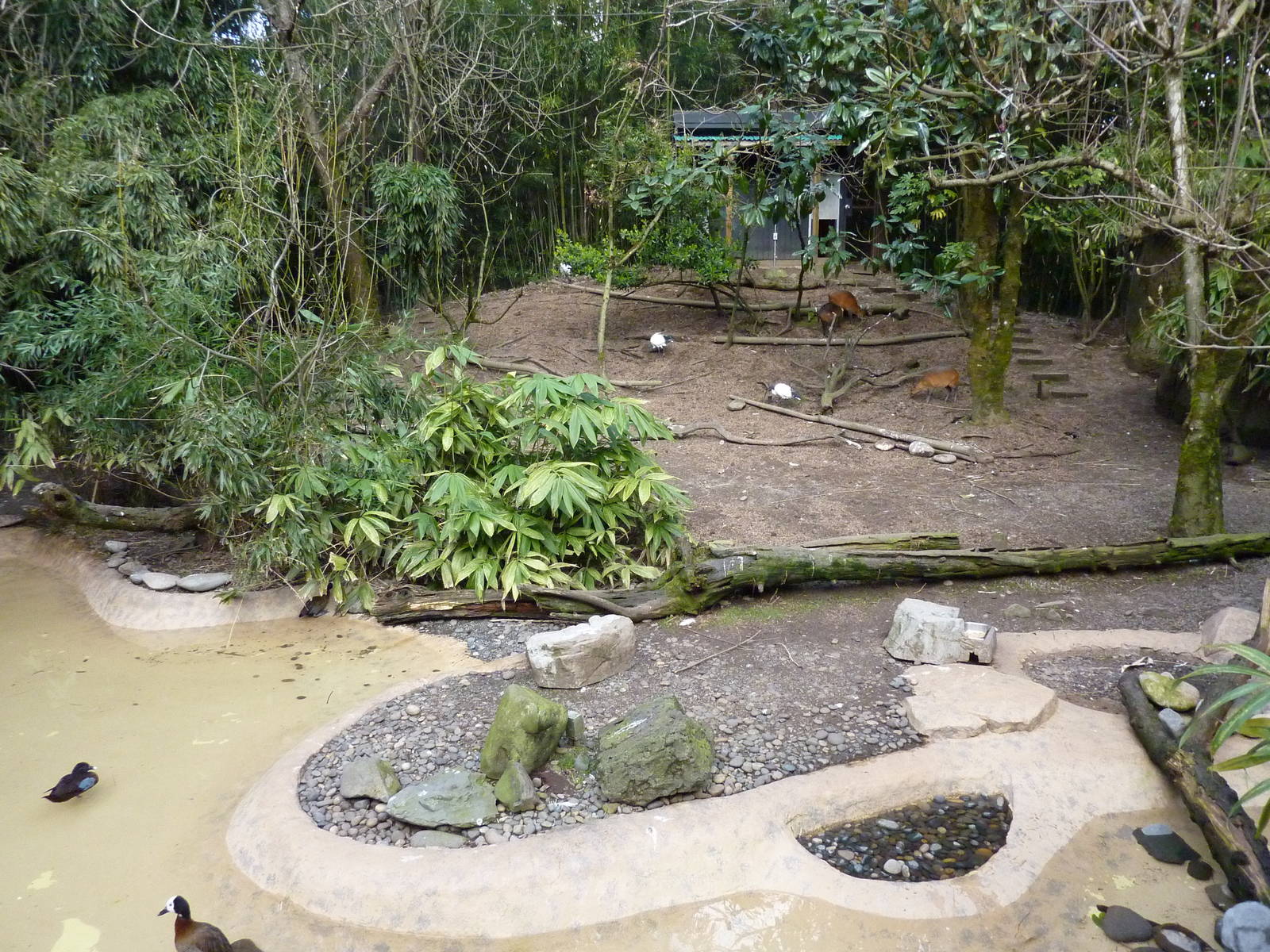 Red-Flanked Duiker/Ibis/Stork Exhibit