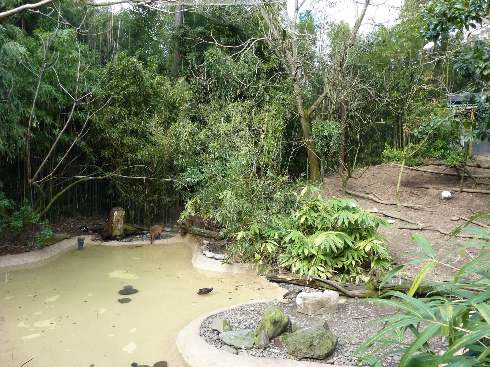 Red-Flanked Duiker/Ibis/Stork Exhibit
