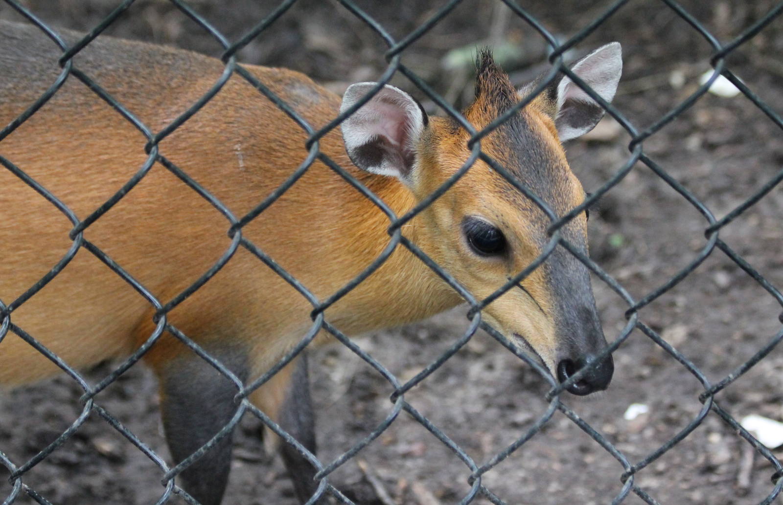 Red-flanked duiker in their new outdoor exhibit