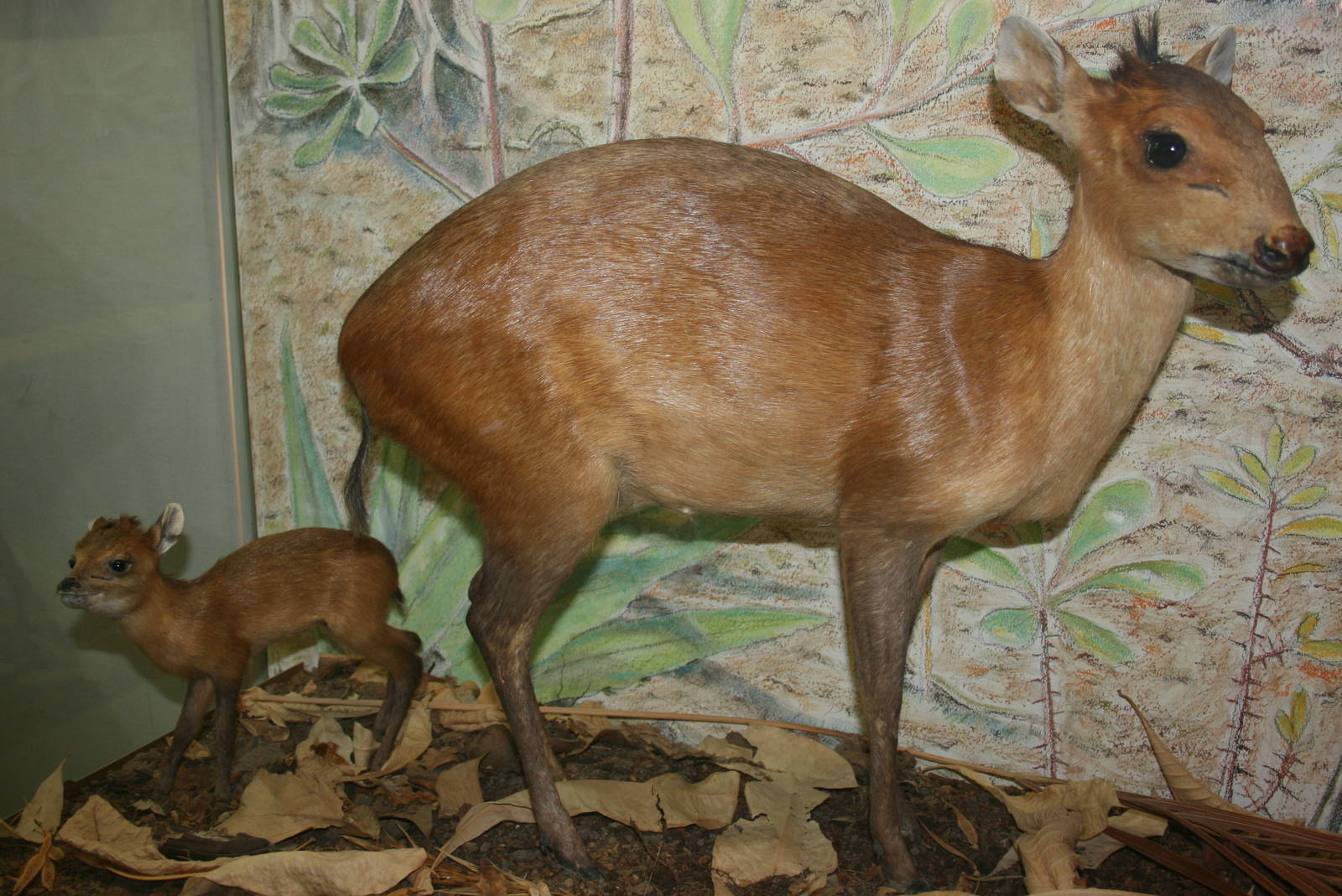 Red-flanked duiker; Karlsruhe Museum; 5th September 2010