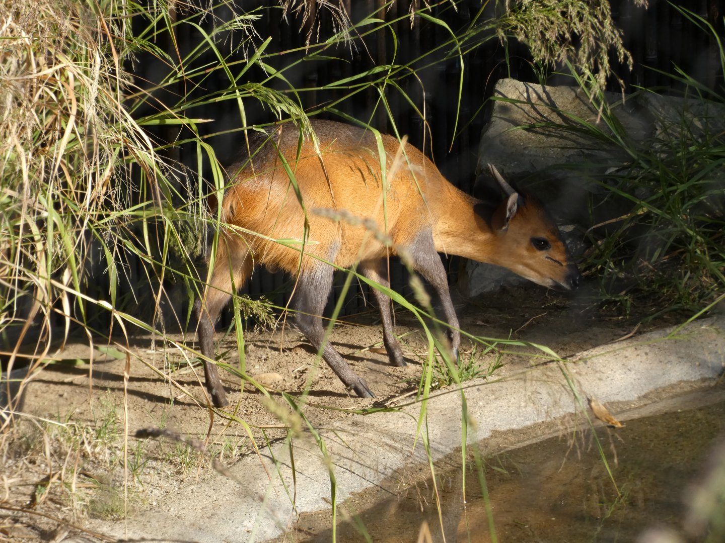Red-flanked duiker "Nugget"