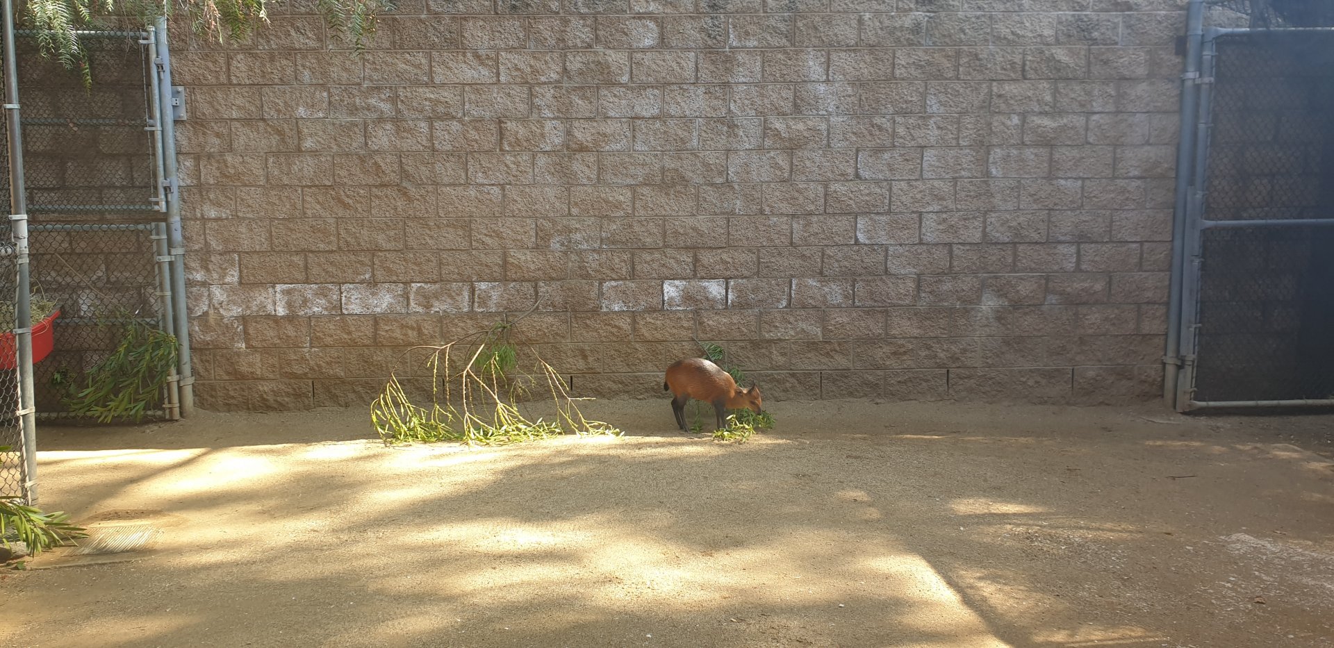 Red-flanked Duiker, Nursery pen