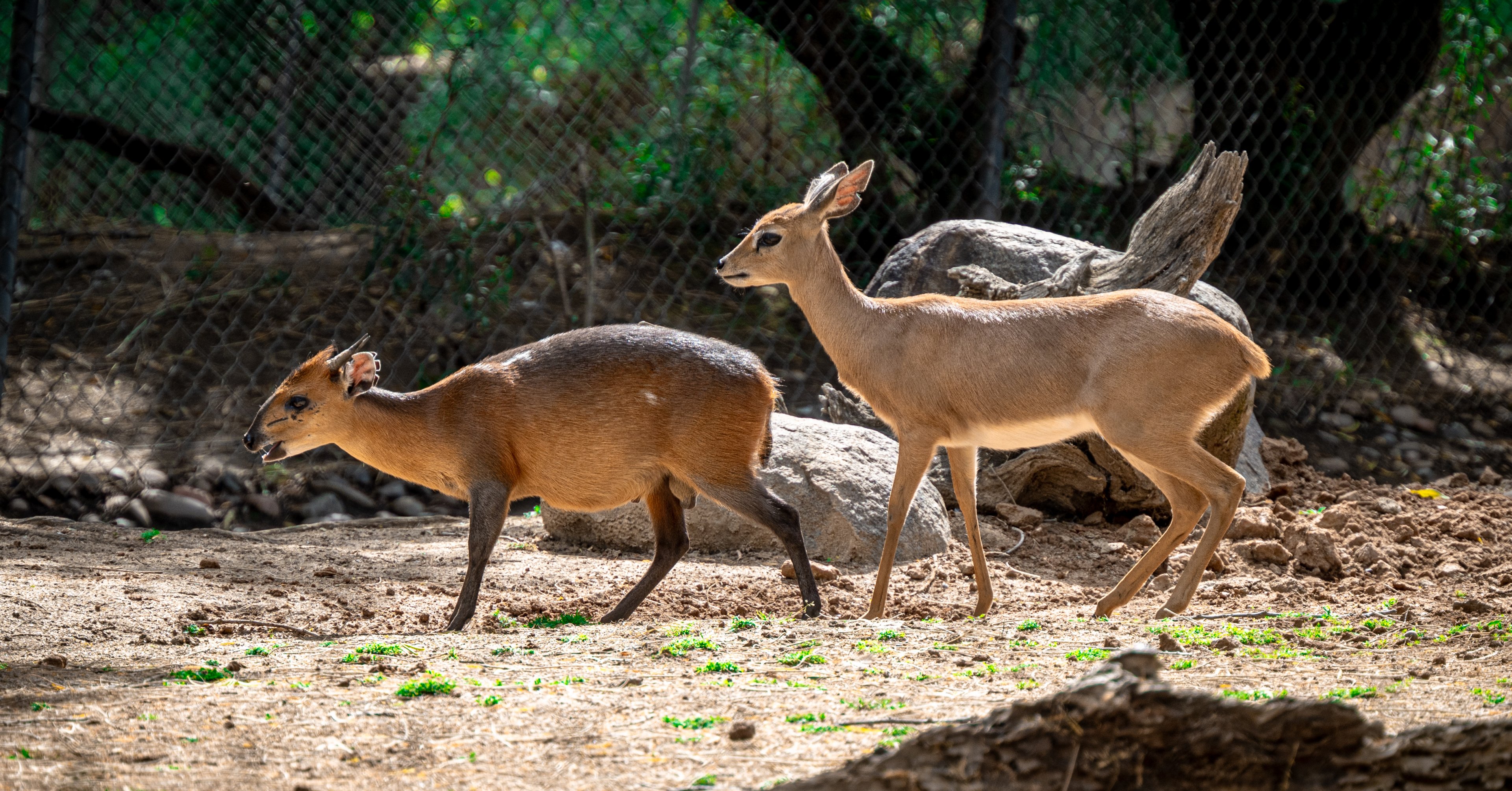 Red Flanked Duiker & Southern Steenbok