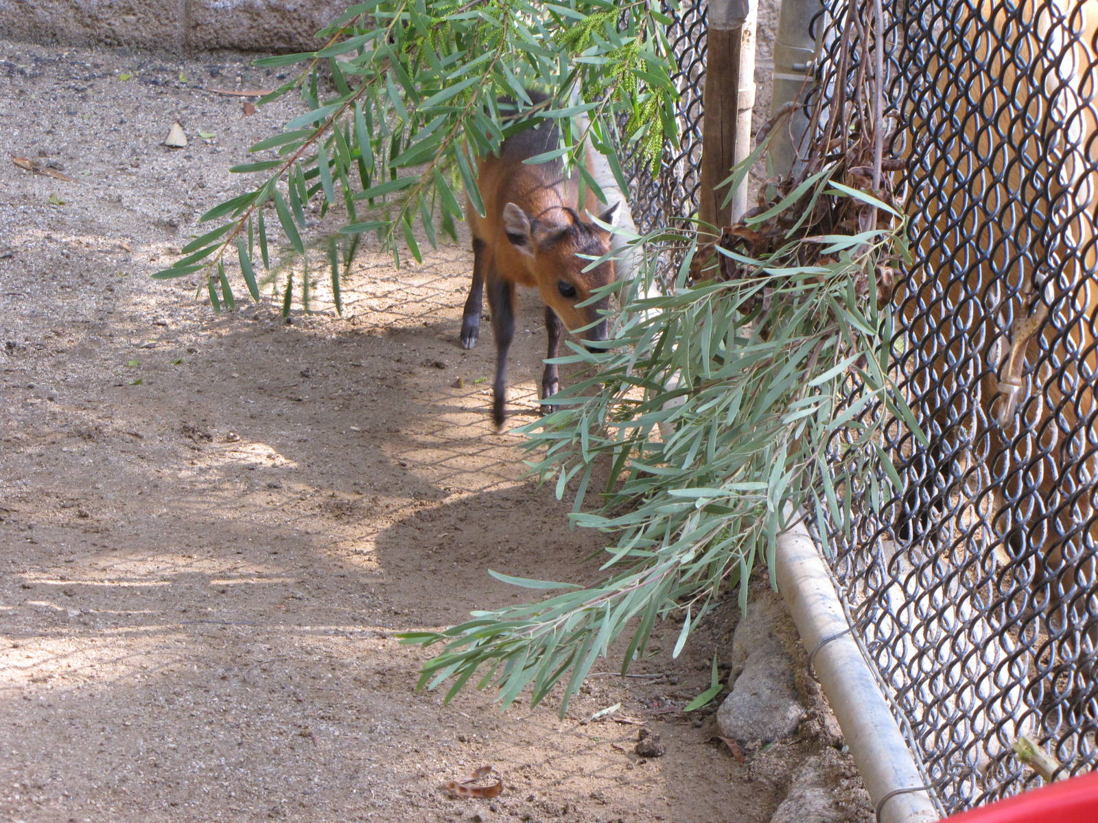 Red-flanked Duiker: Their Latest Offspring