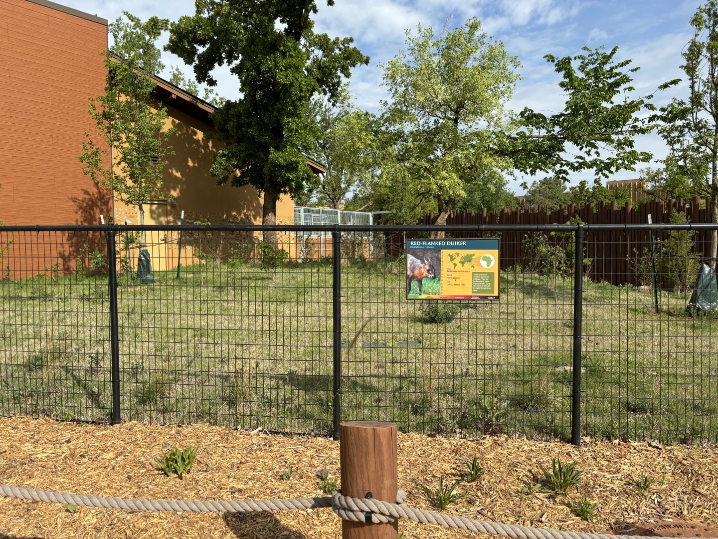 Red Flanked Duiker Yard