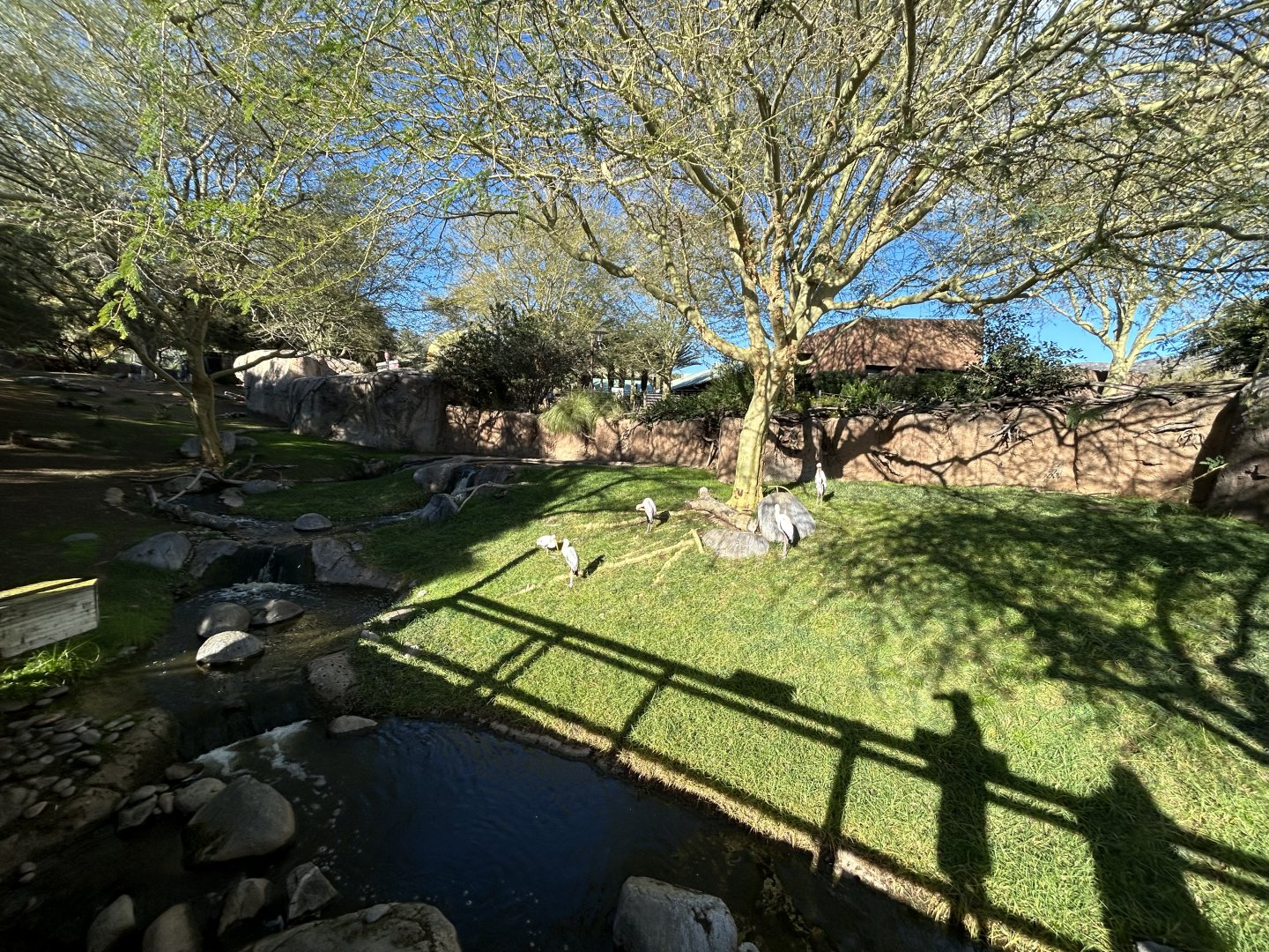 Red-flanked Duiker & Yellow-billed Stork Exhibit - African Loop