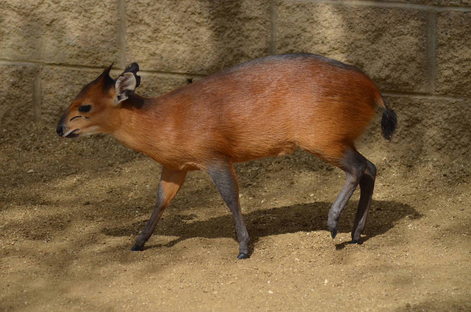 Red-Flanked Duiker Youngster