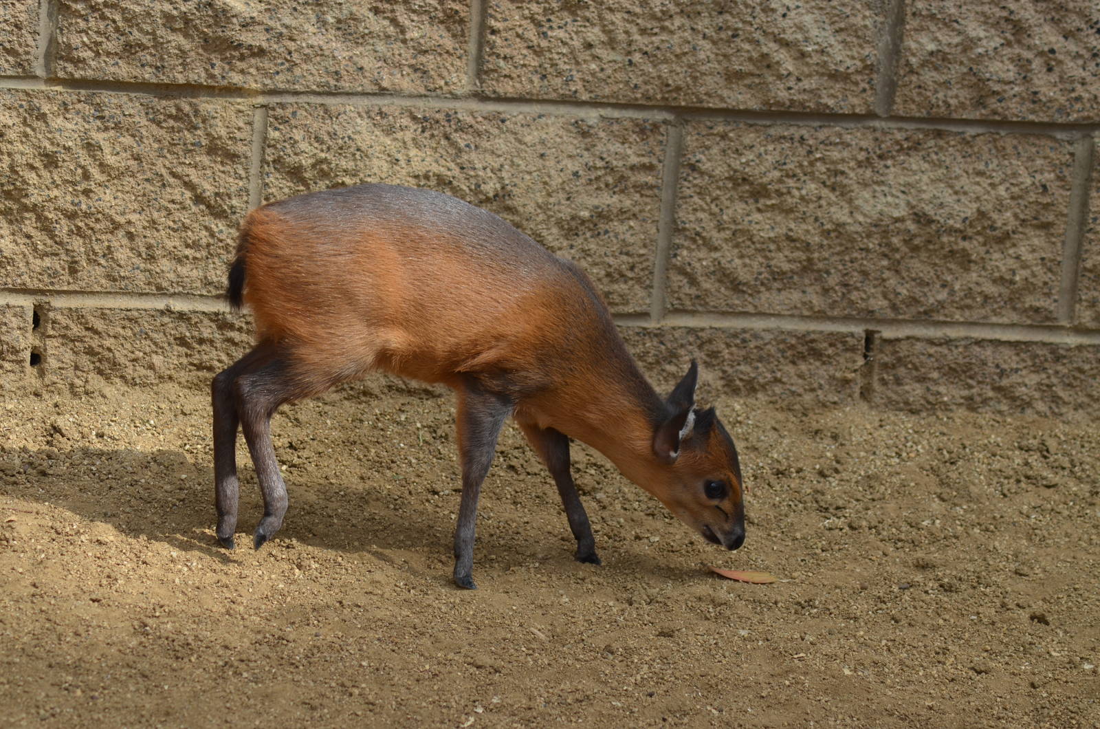 Red-Flanked Duiker Youngster