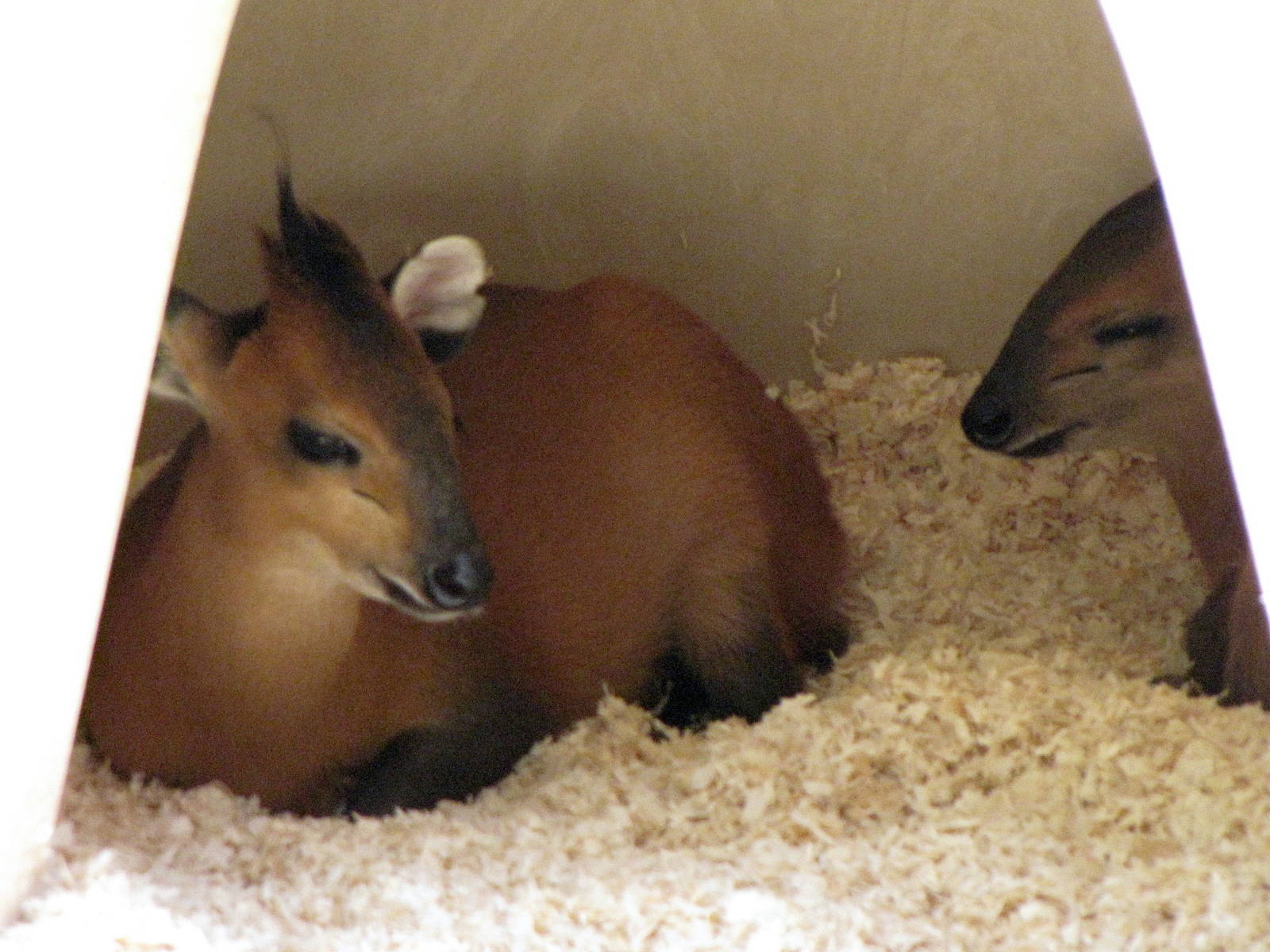 Red Flanked Duiker Youngsters