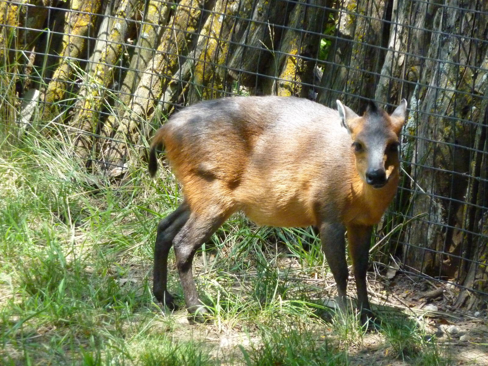 Red-Flanked Duiker