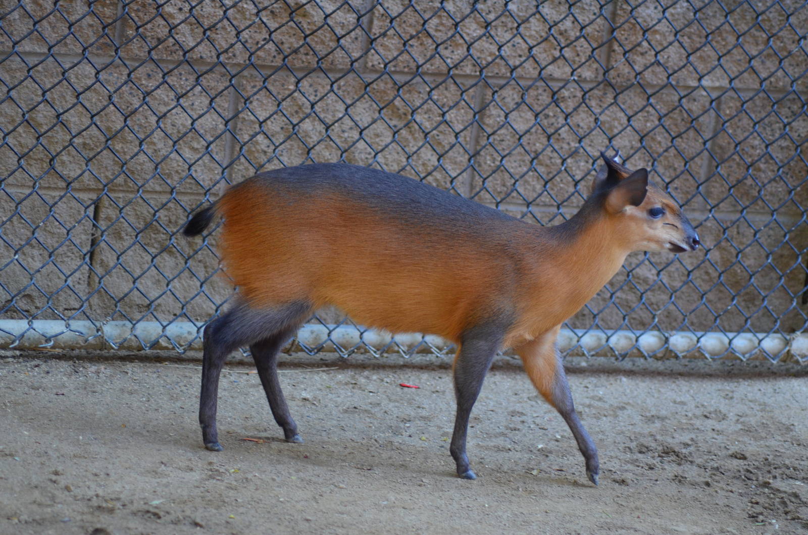 Red-flanked Duiker