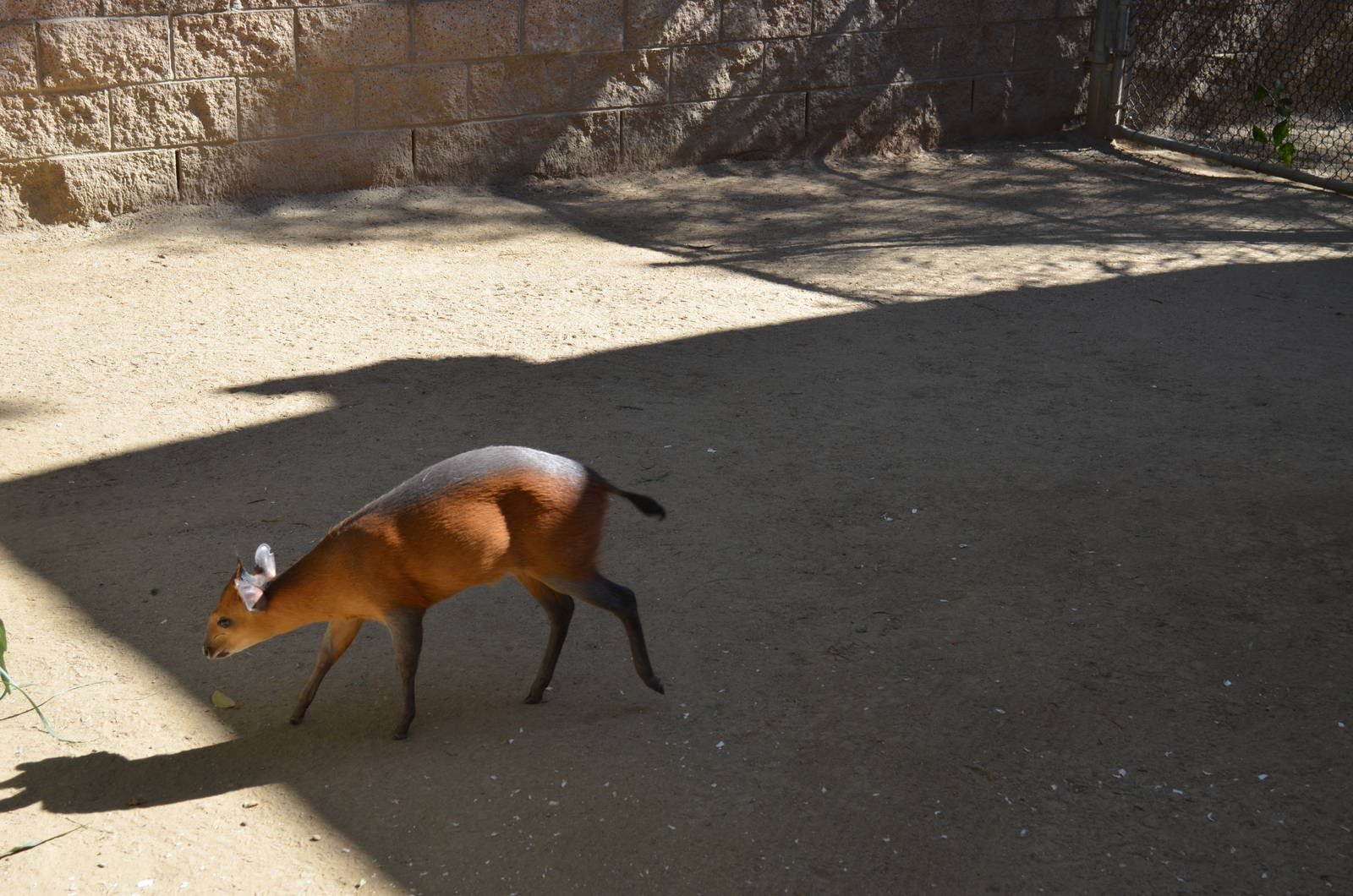 Red-flanked Duiker