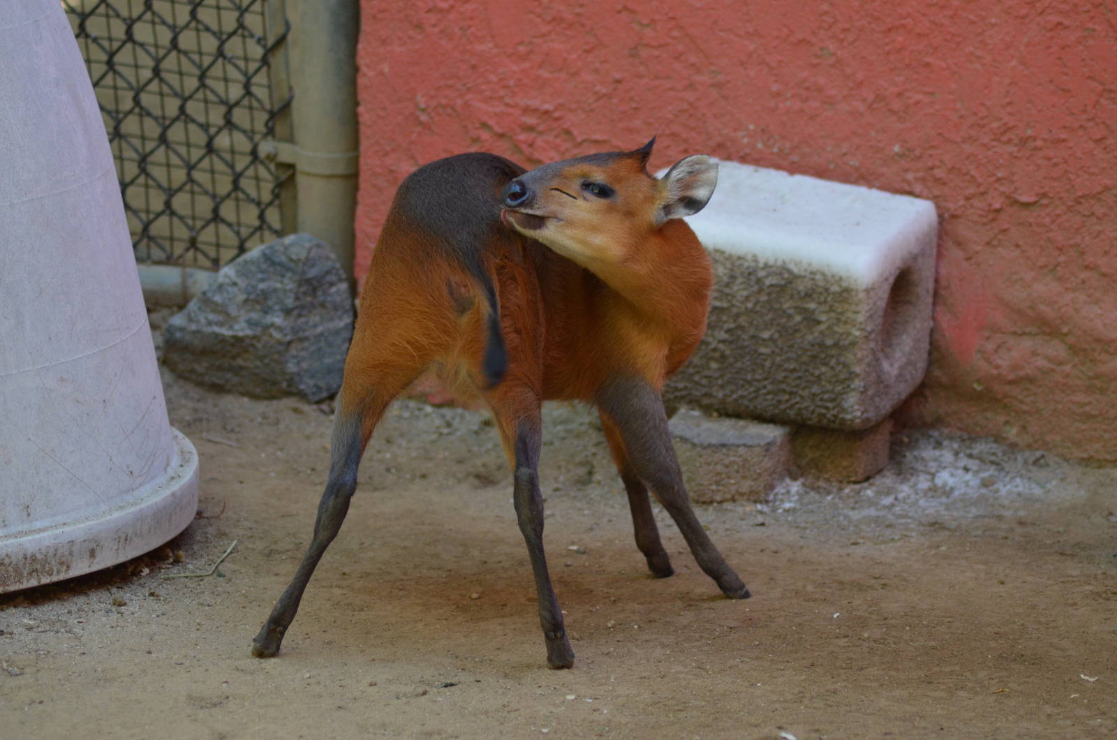 Red-flanked Duiker