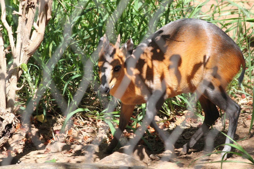 Red-flanked Duiker
