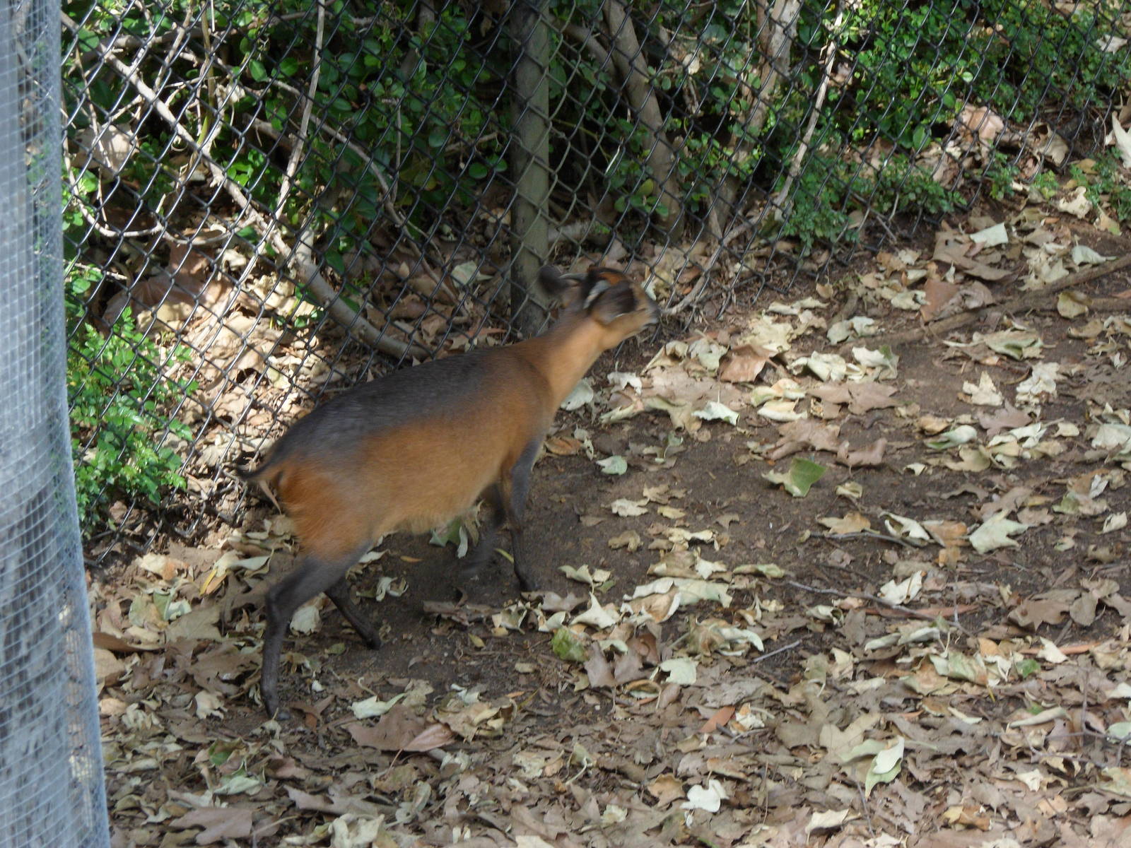 Red-Flanked Duiker