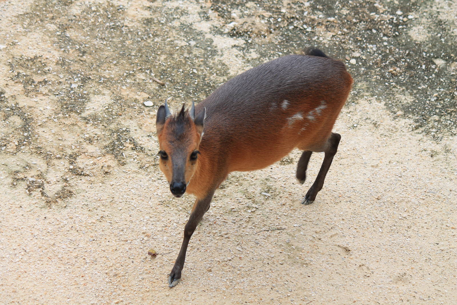 Red-Flanked Duiker