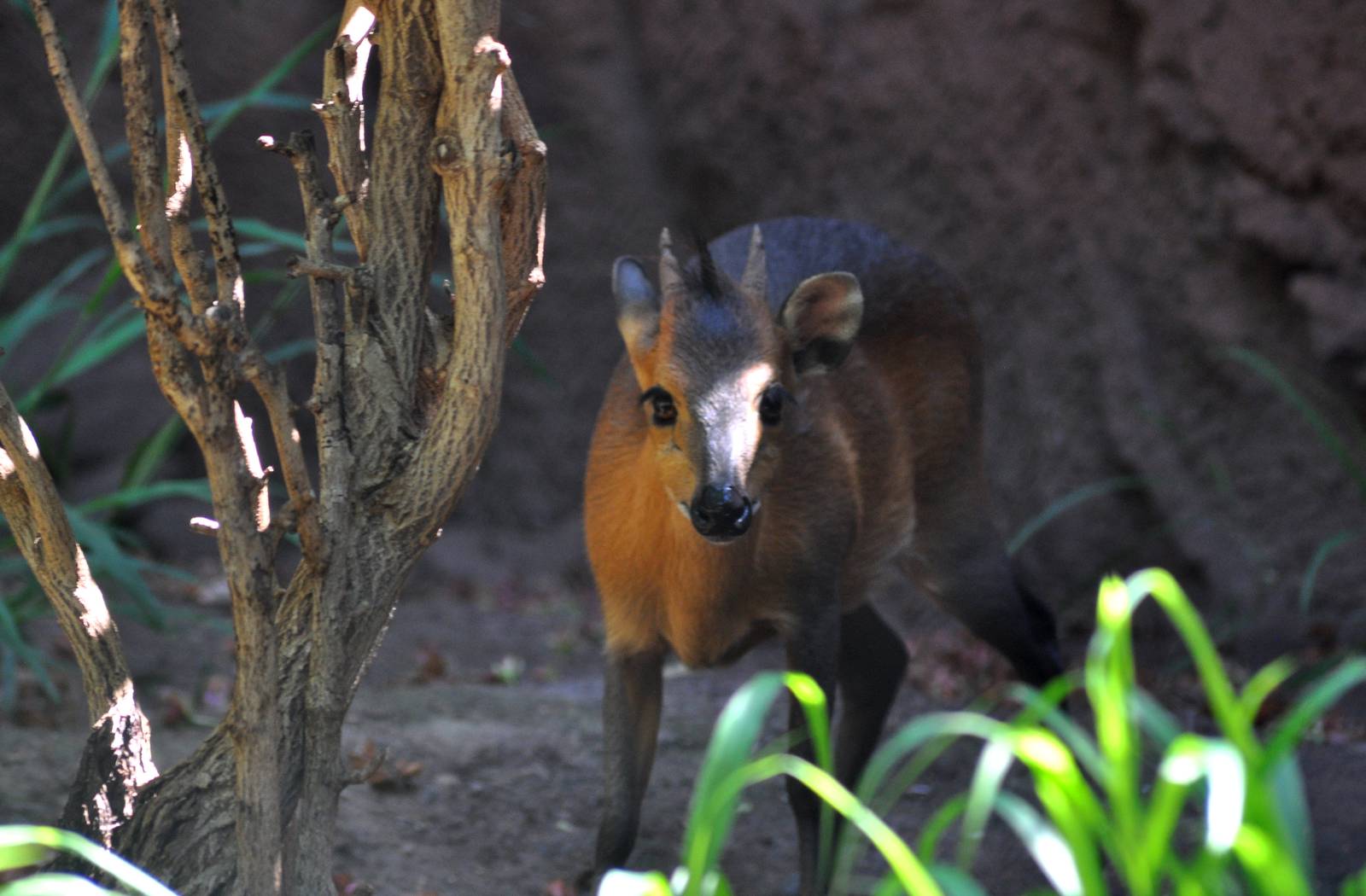 Red-flanked Duiker