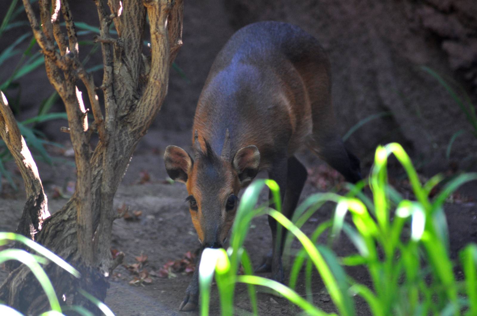 Red-flanked Duiker