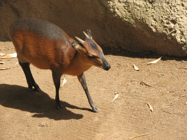 Red-flanked duiker