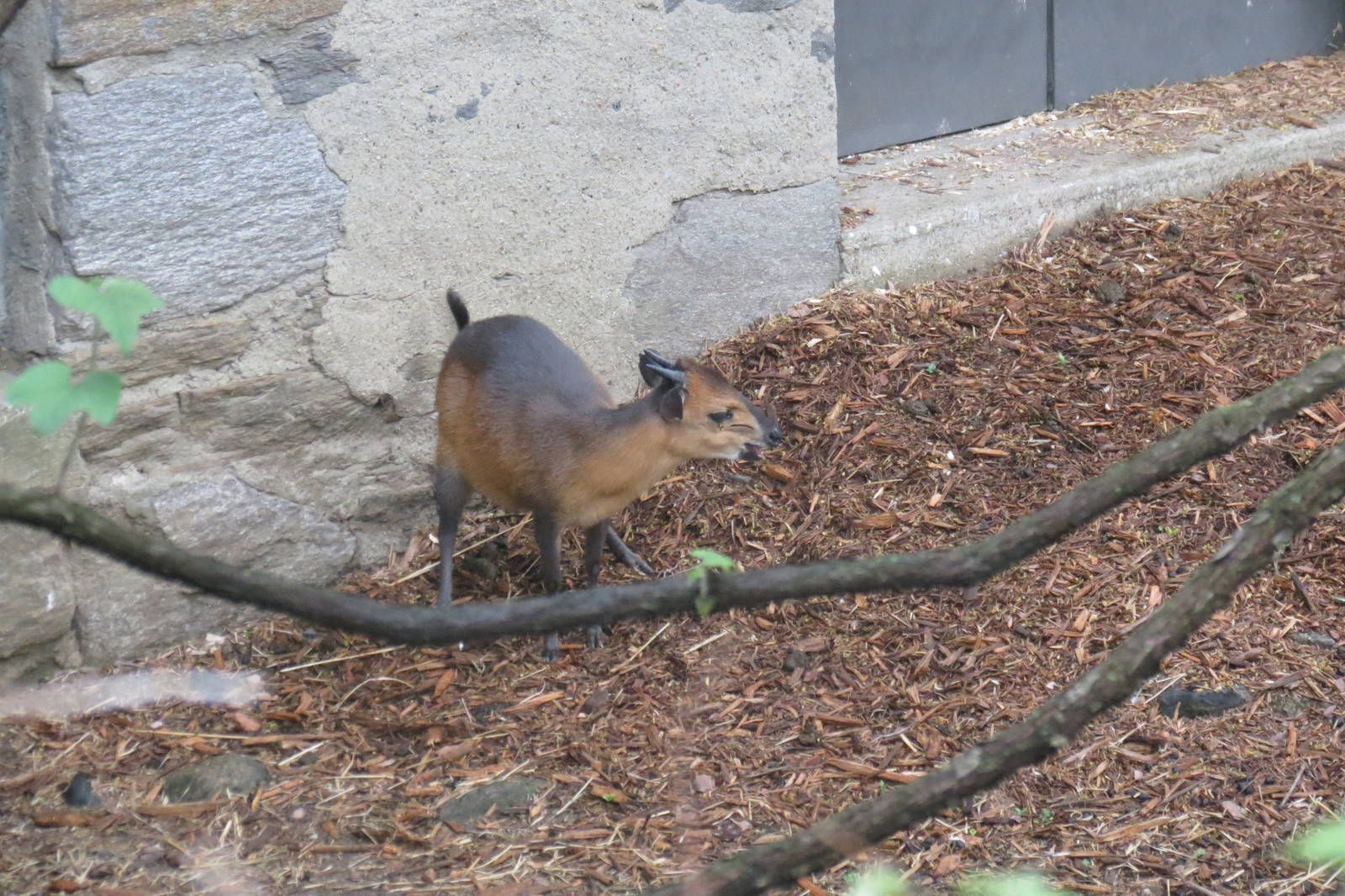 Red flanked Duiker