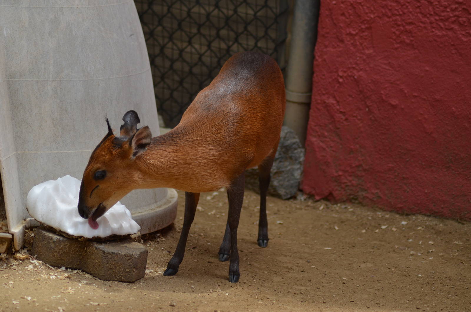 Red-flanked Duiker
