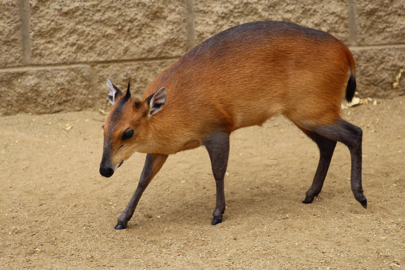 Red-Flanked Duiker