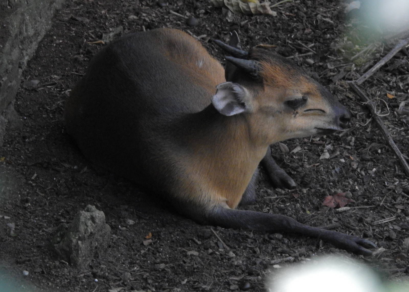 Red Flanked Duiker
