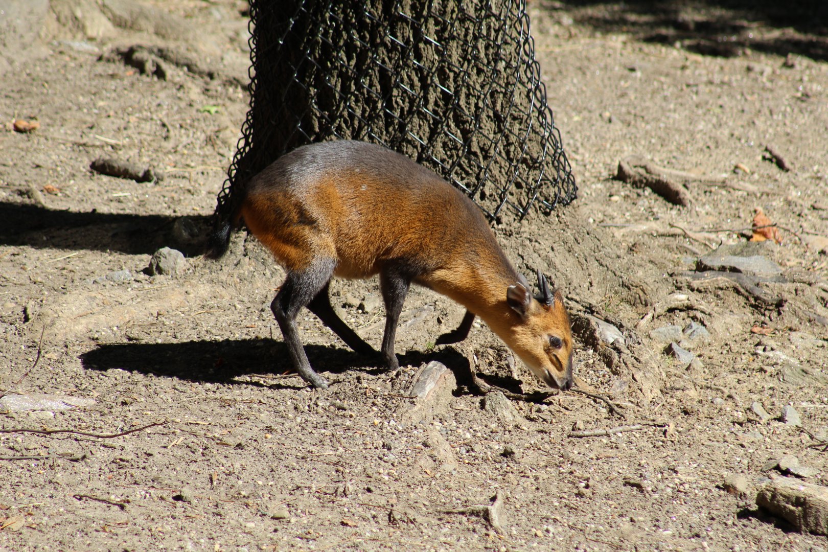 Red-Flanked Duiker