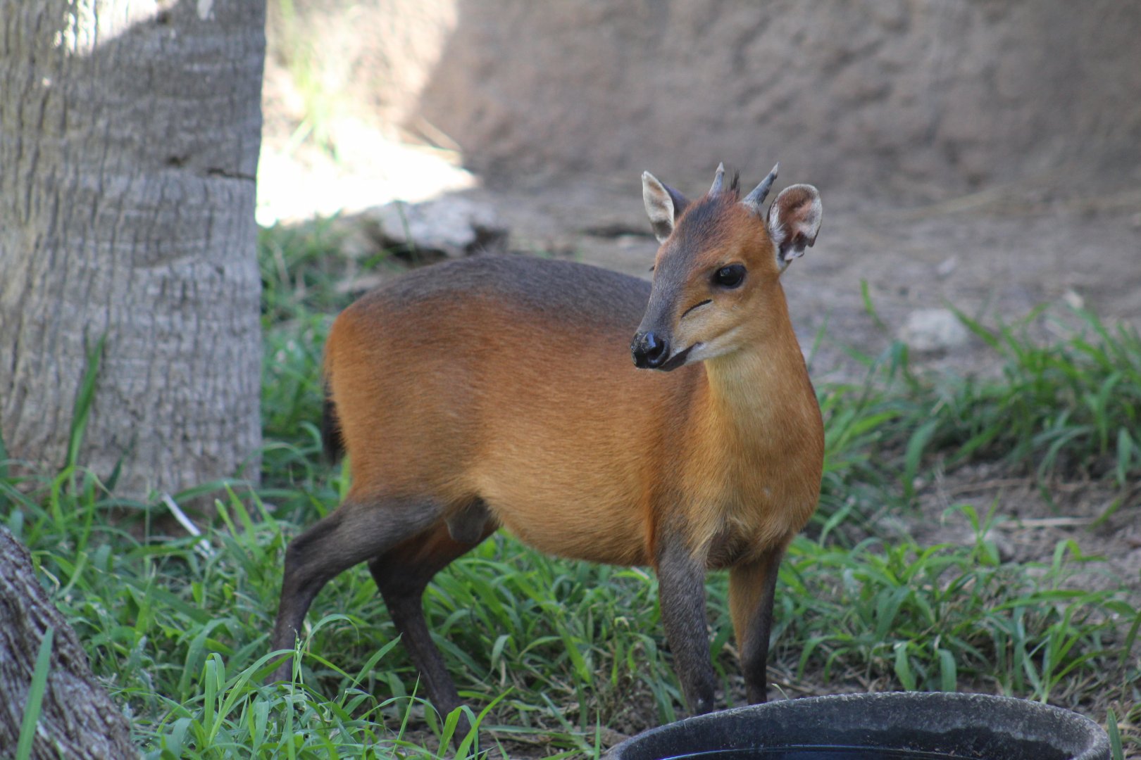 Red-Flanked Duiker