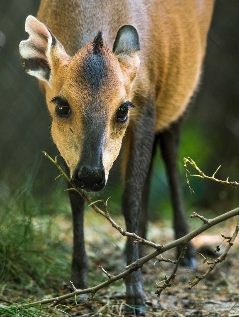 Red Flanked Duiker