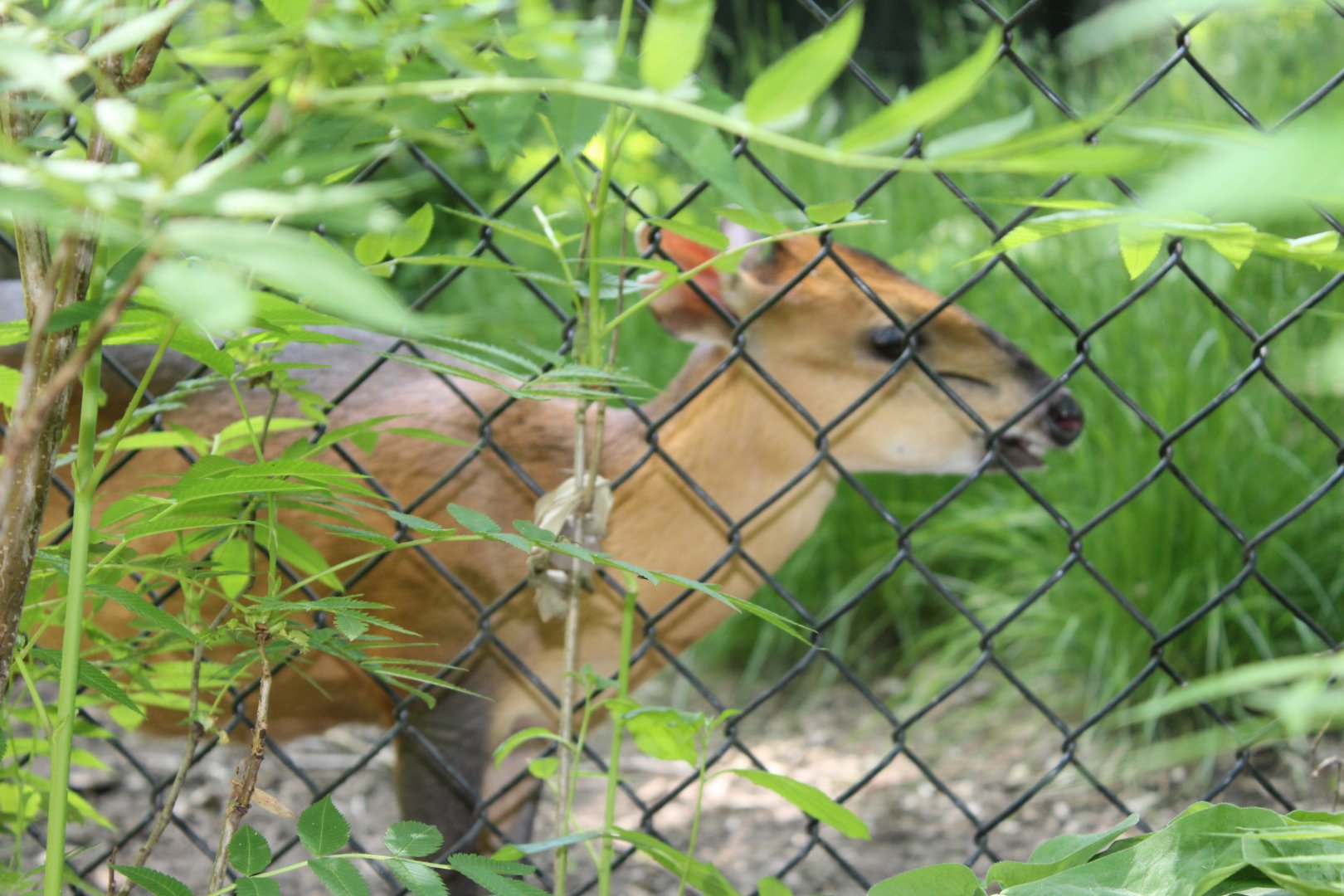 Red-Flanked Duiker