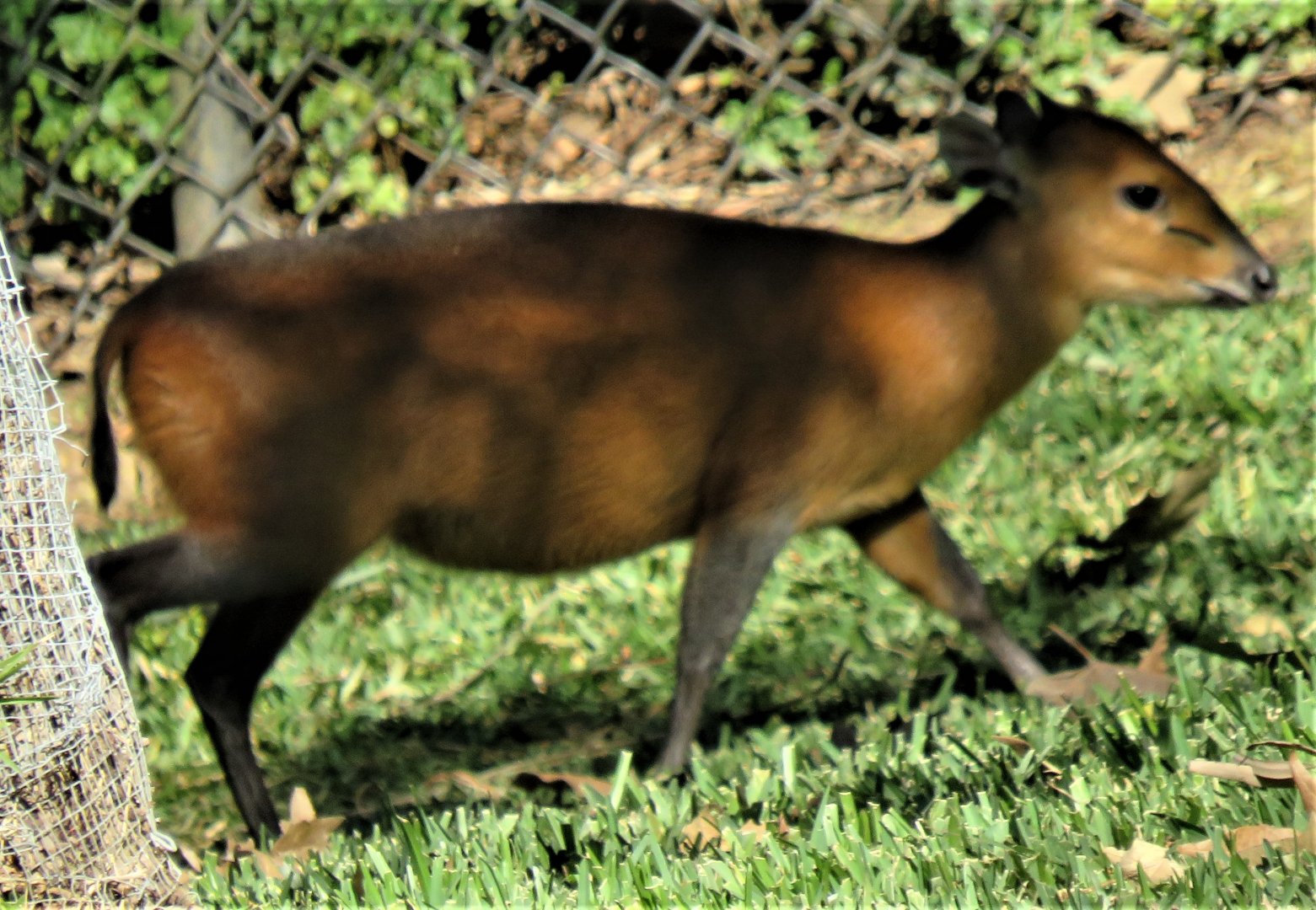 Red-flanked duiker