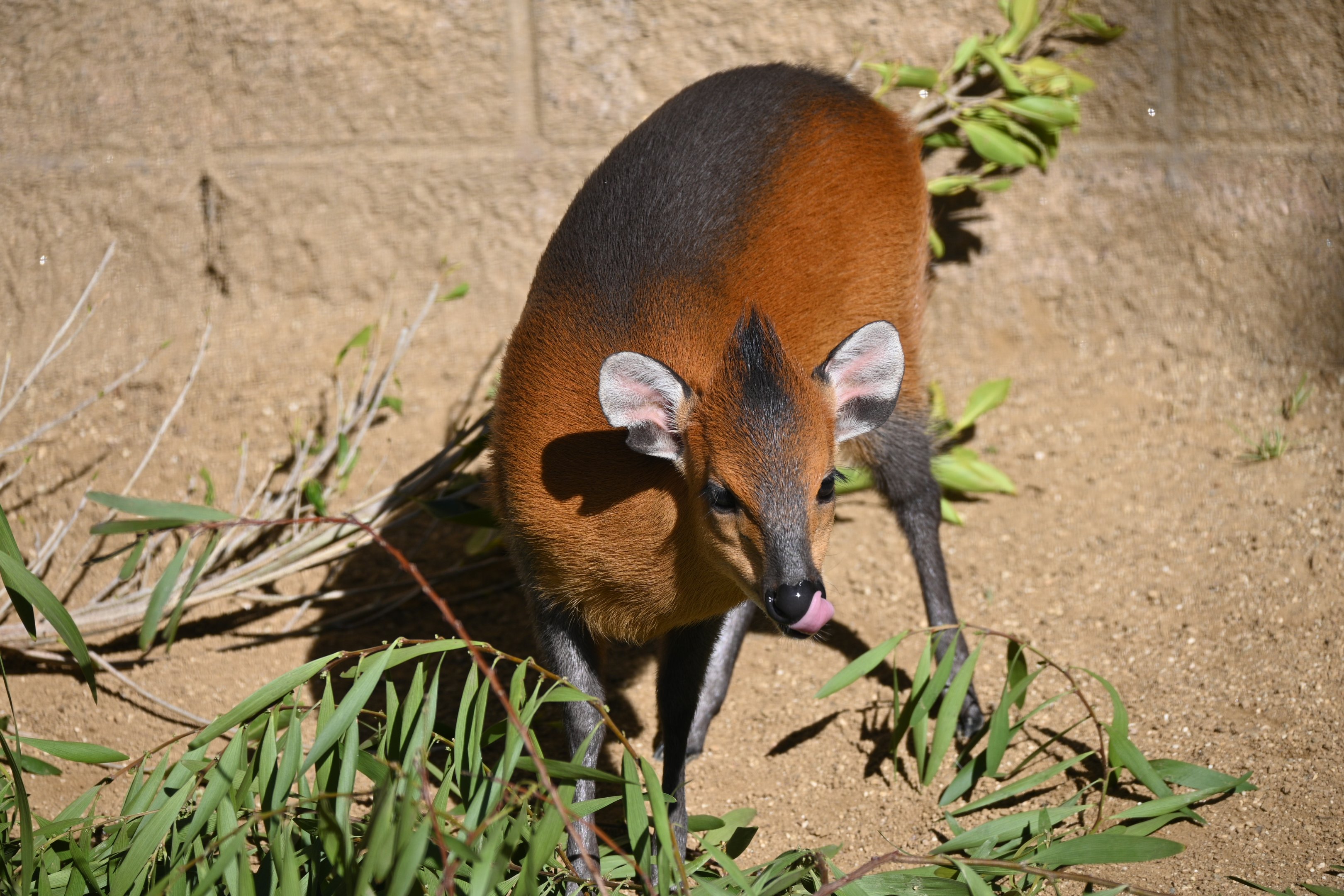 Red Flanked Duiker