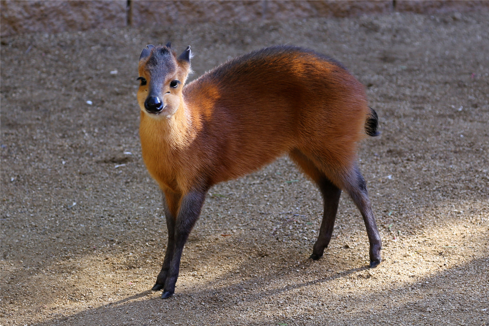 Red-flanked duiker