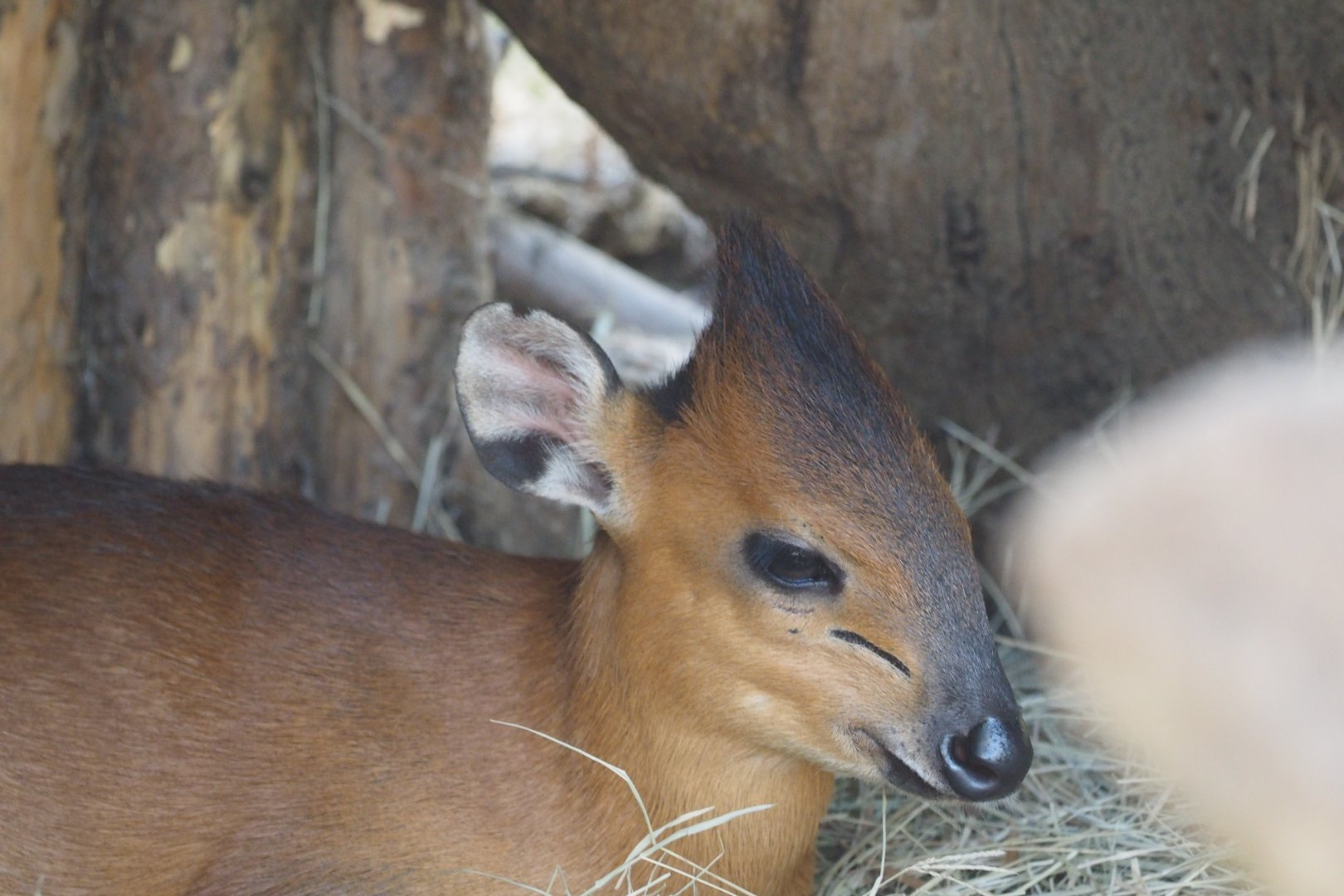 Red-flanked duiker