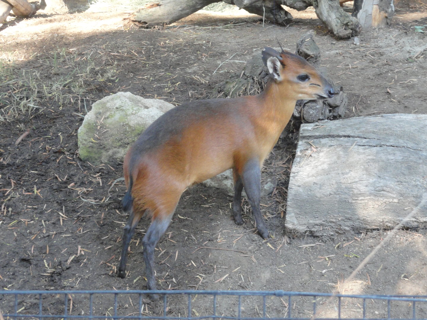 Red Flanked Duiker