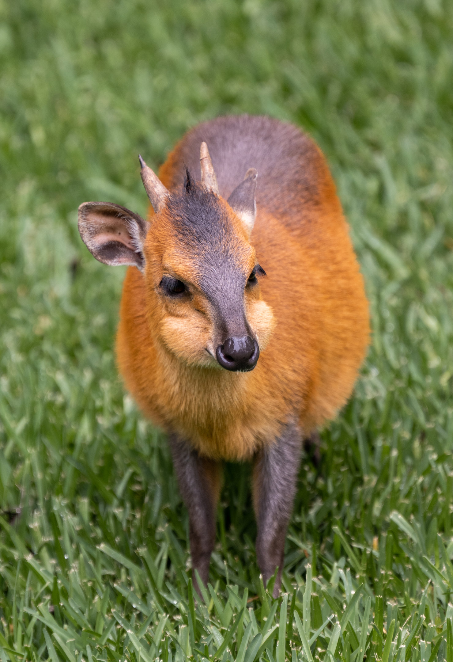Red Flanked Duiker