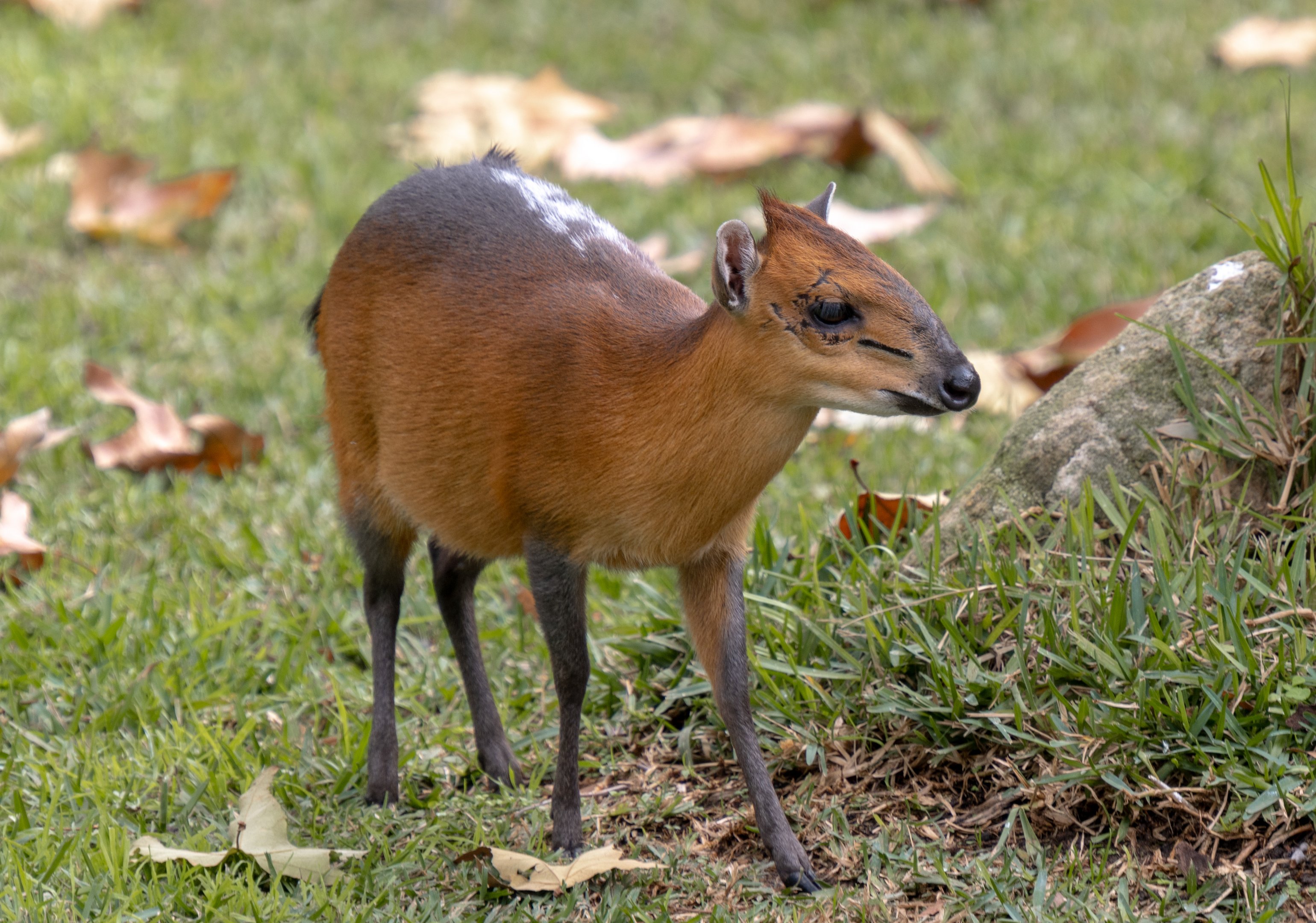 Red Flanked Duiker