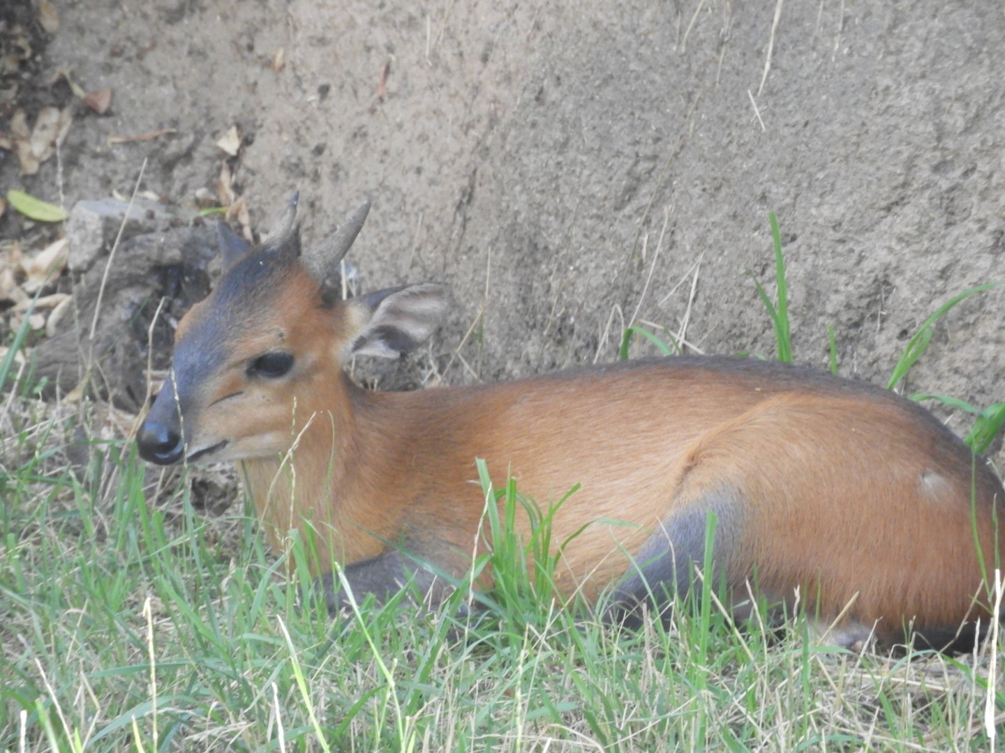 Red-flanked duiker